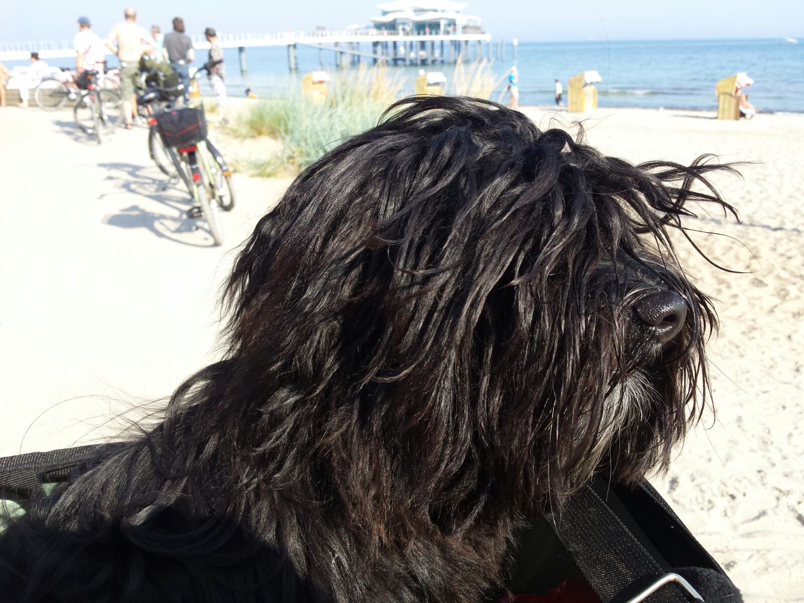 Gino im Fahrradkorb in Scharbeutz
